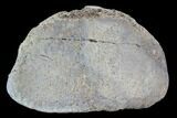 Hadrosaur Foot Bone - Alberta (Disposition #-) #100528-1